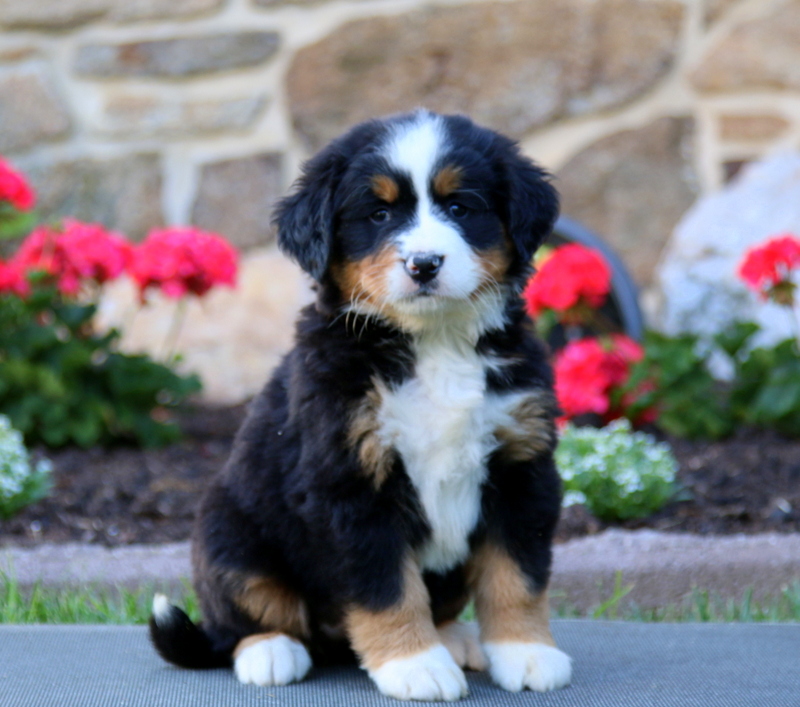 puppy, for, sale, Bernese Mountain Dog, Levi S King, dog, breeder, Narvon, PA, dog-breeder, puppy-for-sale, forsale, nearby, find, puppyfind, locator, puppylocator, aca